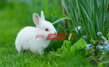 أسعار الأرانب اليوم الأربعاء 26-5-2021 في السوق المصري