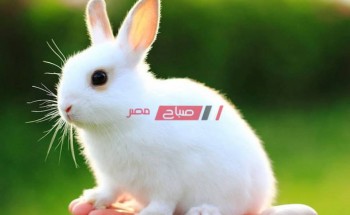 أسعار الأرانب اليوم الأحد 23-5-2021 في أسواق مصر