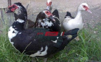 أسعار كيلو البط في أسواق مصر اليوم الخميس 30 من سبتمبر