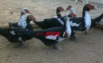 أسعار البط بكل أنواعه اليوم الإثنين 29-3-2021 في مصر