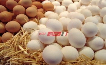 أسعار البيض اليوم الأربعاء 26-5-2021 في السوق المصري