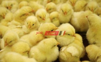 أسعار الكتاكيت اليوم الجمعة 2-7-2021 في السوق المصري