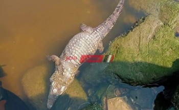 حقيقة العثور على تمساح نافق في مياه البحر بمدينة رأس البر
