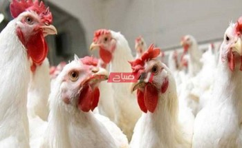 أسعار بورصة الفراخ لكل الأنواع في الأسواق المصرية اليوم الأحد 10-10-2021