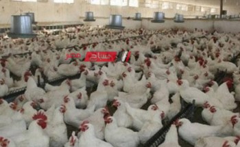 استقرار أسعار الدواجن والبيض اليوم السبت 18-5-2024 في السوق المصري