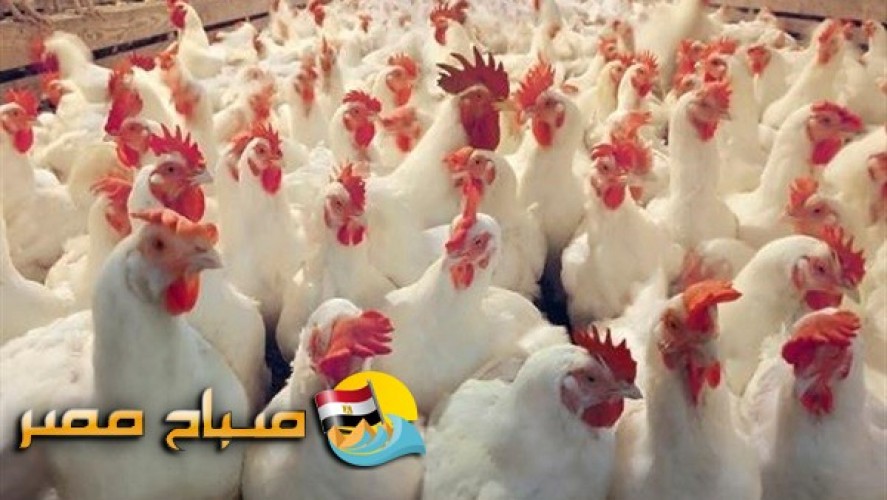 اسعار الدواجن والبيض فى اسواق محافظة الدقهلية اليوم الاثنين