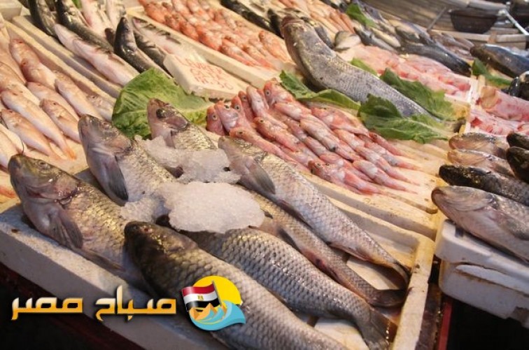 اسعار الاسماك اليوم الثلاثاء فى اسواق محافظة بنى سويف