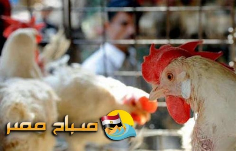 اسعار الدواجن والبيض فى اسواق محافظة القليوبية اليوم الاربعاء