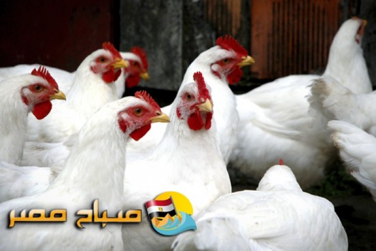 اسعار الدواجن فى اسواق محافظة سوهاج اليوم الخميس