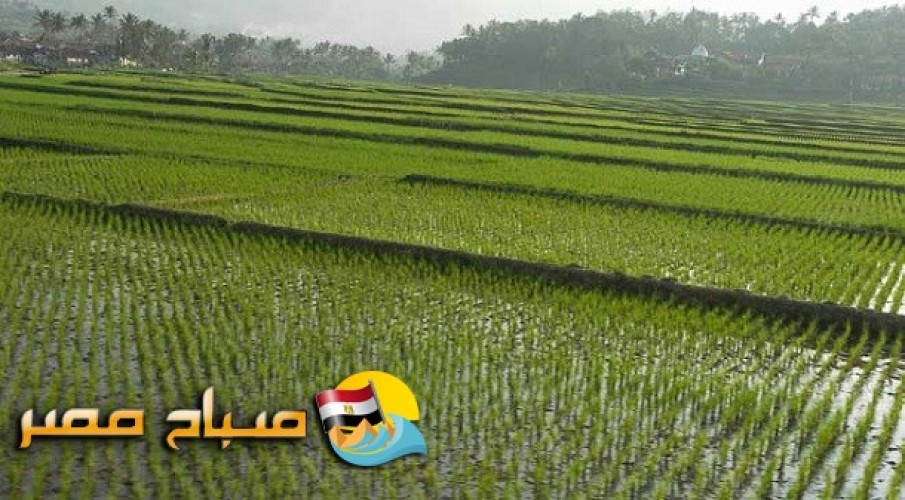 ضبط 4 مواطنين اعترضوا حملات إزالة الأرز بالشرقية