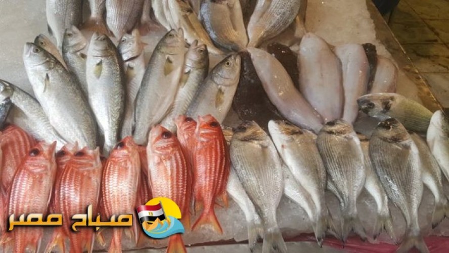 اسعار الاسماك فى محافظة الشرقية اليوم الثلاثاء