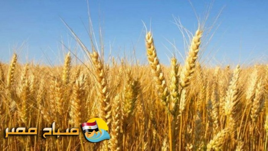شون وصوامع القليوبية تستقبل 77 ألف طن من القمح حتى الآن