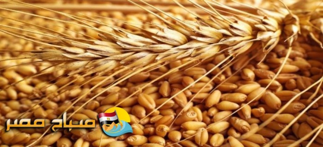الإنتهاء من موسم حصاد القمح بنطاق محافظة البحيرة