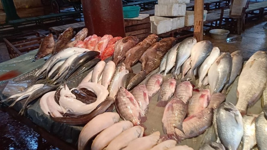 أسعار الأسماك اليوم الأثنين 2-9-2019 بالإسكندرية