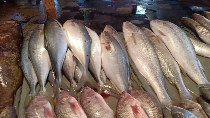 أسعار الأسماك اليوم الأربعاء 3-4-2019 بمحافظة الإسكندرية