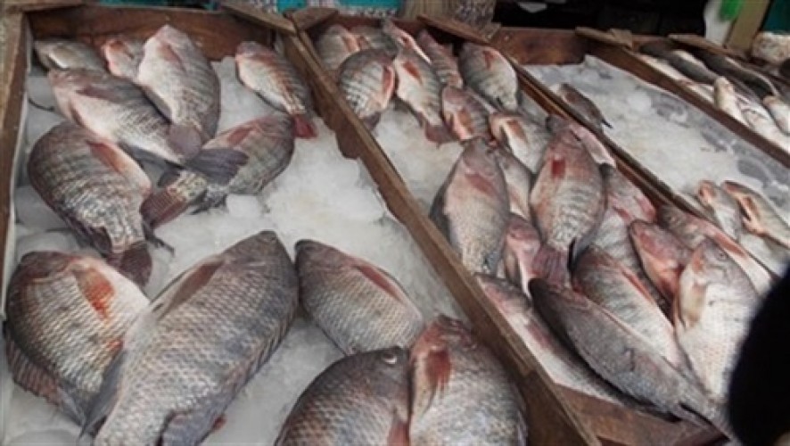 أسعار الأسماك اليوم الخميس 28-3-2019 فى الإسكندرية