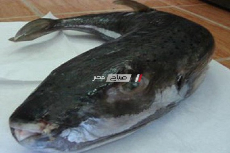 مركز سموم الاسكندرية يحذر من تناول أسماك (القراض)