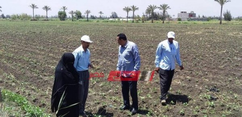 وكيل رزاعة دمياط يتفقد الزراعات الصيفية بمركز كفر سعد