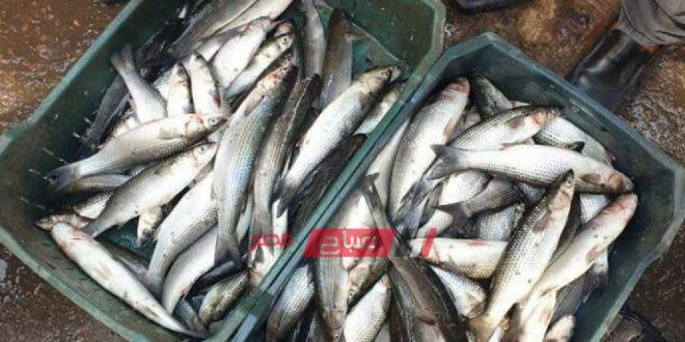 ضبط أكثر من 300 كيلو أسماك غير صالحة للاستهلاك الآدمي بالإسكندرية