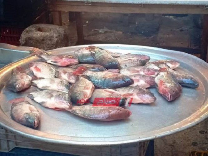 محافظة الاسكندرية تنفي شائعة انتشار الأسماك النافقة داخل الأسواق