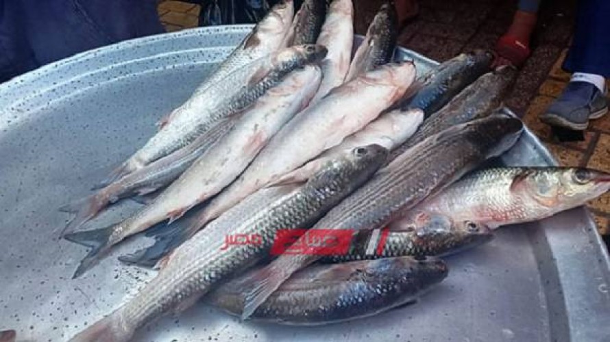 أسعار الأسماك اليوم الأحد 14-3-2021 في محافظة الإسكندرية