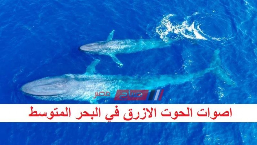 انتظام حركة الصيد في مياه البحر المتوسط بالرغم من أصوات الحوت الأزرق المرعبة