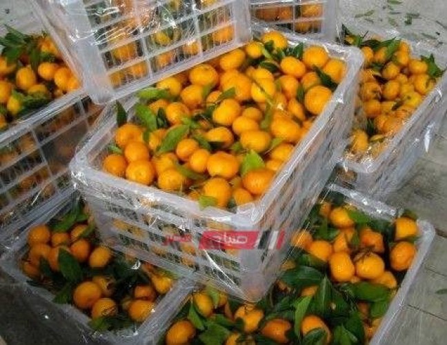 ارتفاع أسعار البرتقال في سوق الجملة اليوم