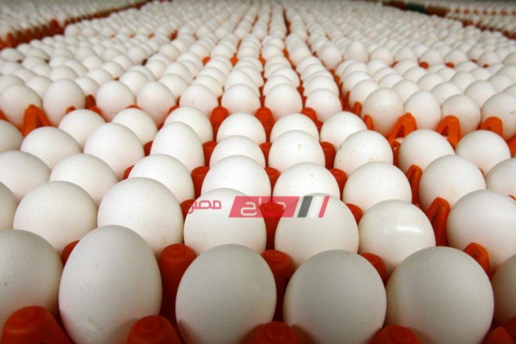 كرتونة البيض الأبيض تسجل أعلى سعر لها في كفر الشيخ