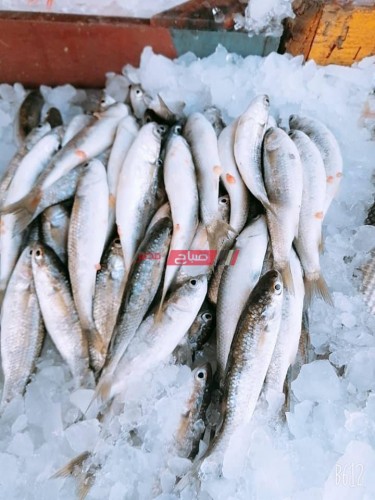 أسعار السمك اليوم الجمعة 4-6-2021 في أسواق مصر