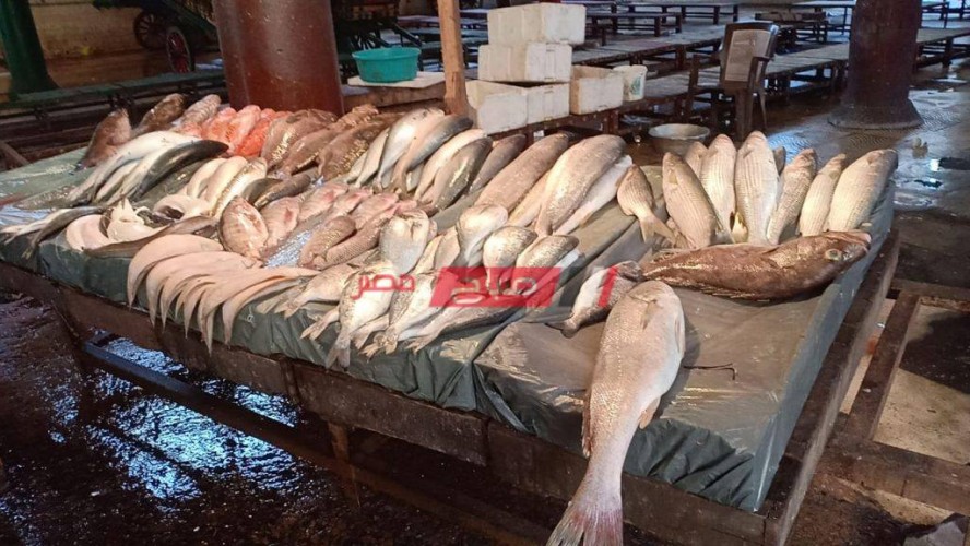متوسط أسعار السمك اليوم الثلاثاء 25-1-2022 في مصر