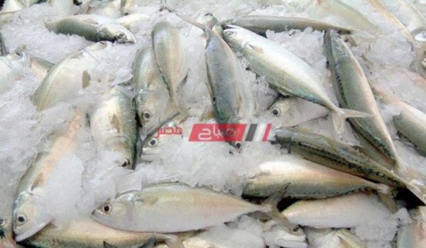 أسعار السمك اليوم الجمعة 3-9-2021 في أسواق مصر