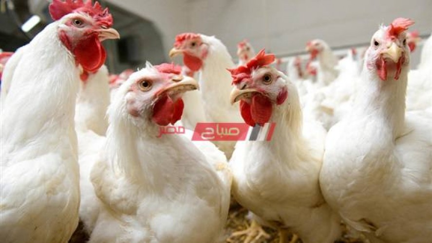 أسعار الدجاج بالكيلو اليوم الأحد 16-5-2021 بأسواق المحافظات