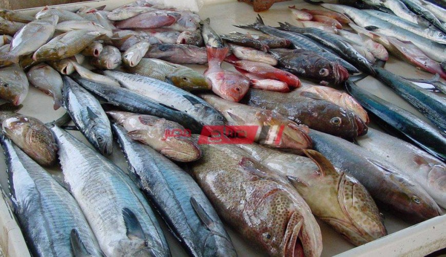 تحديث أسعار الأسماك في سوق العبور اليوم الثلاثاء