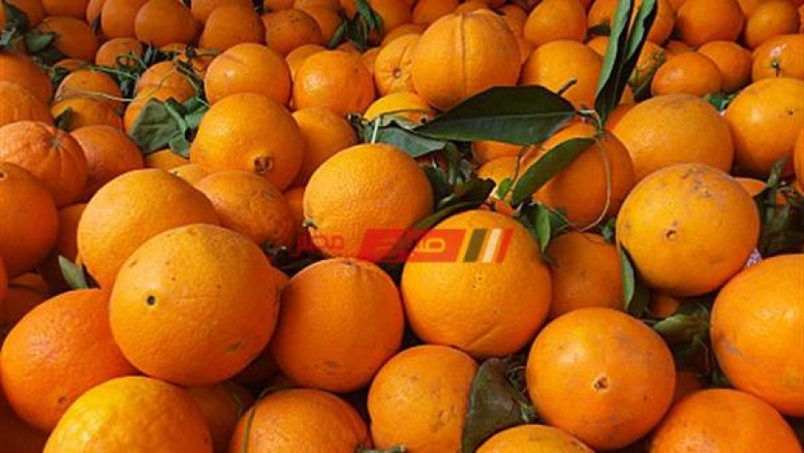5 جنيهات متوسط سعر البرتقال البلدي في الأسواق
