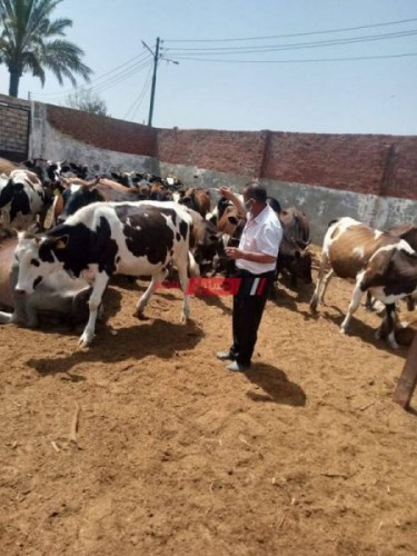 استمرار حملات تحصين الماشية لأكثر من 85 ألف رأس ضد حمى الوادي المتصدع بكفر الشيخ
