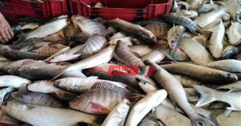 متوسط أسعار السمك في السوق المحلي اليوم الإثنين 24-1-2022