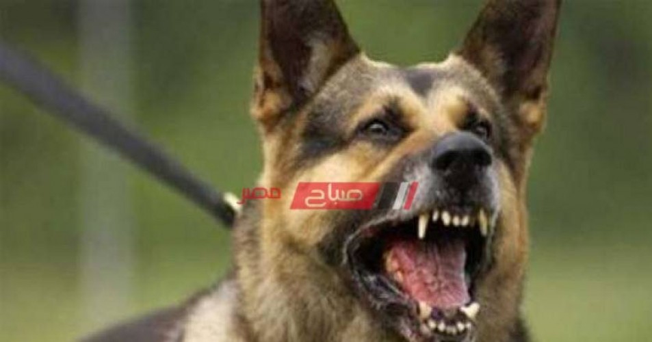 وفاة فتاة في الخامسة من عمرها بمحافظة الغربية بسبب كلب