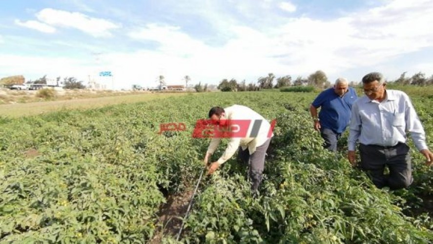 شن حملة مرورية على زراعات المحاصيل الشتوية بمدن وقرى محافظة دمياط