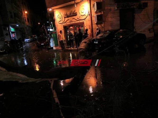طقس الإسكندرية: سقوط شجرة بسبب الأمطار الغزيرة بمنطقة فلمنج