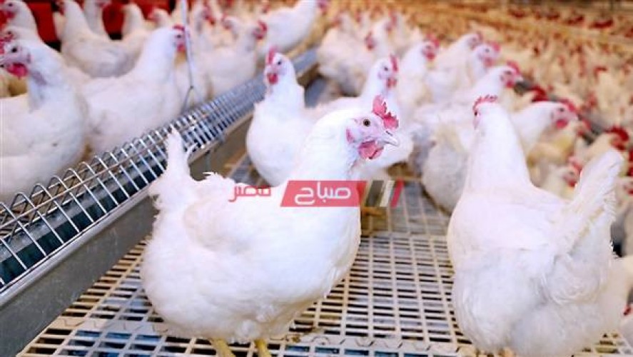 متوسط سعر طبق البيض اليوم الأربعاء 15-12-2021 لكل الأنواع
