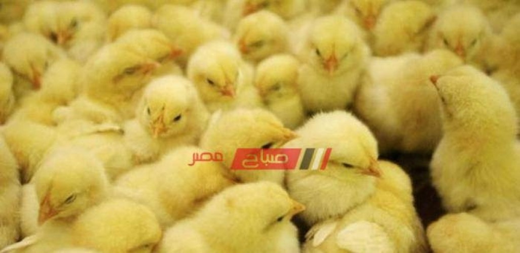 أسعار الكتاكيت المحدثة من كل المزارع المصرية اليوم الخميس 5-5-2022