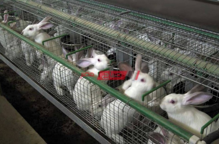 أسعار الأرانب اليوم السبت 24-4-2021 في مصر