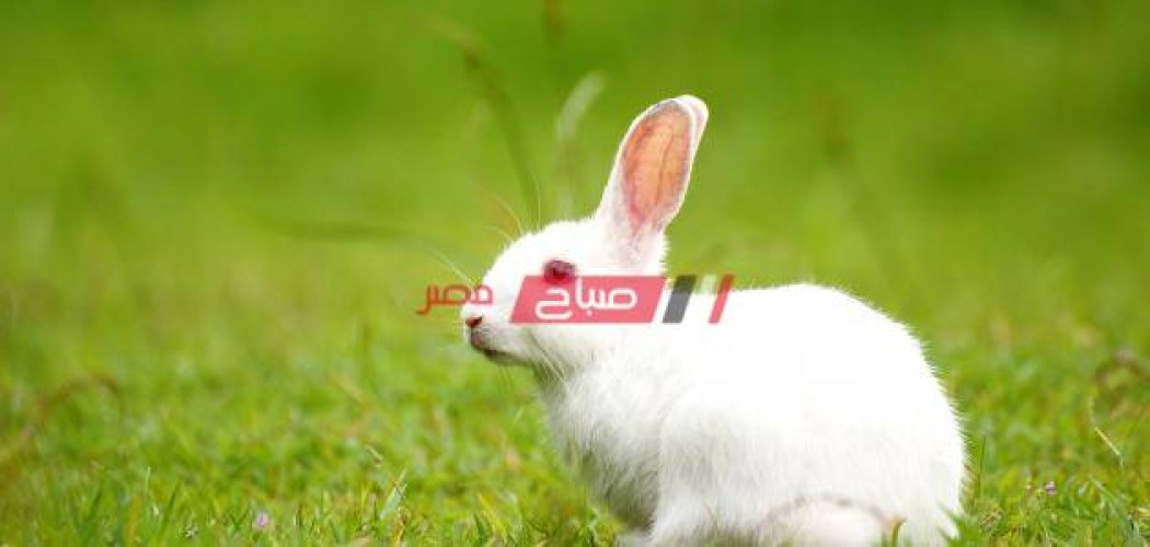 أسعار الأرانب اليوم السبت 12-6-2021 في السوق المصري