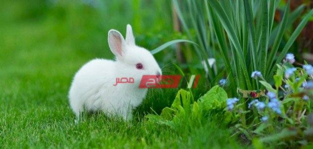 أسعار الأرانب اليوم الجمعة 7-1-2022 بالكيلو ولكل السلالات في مصر