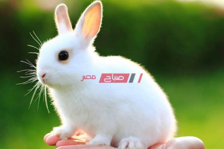 أسعار الأرانب اليوم الأحد 9-5-2021 بالأسواق المصرية