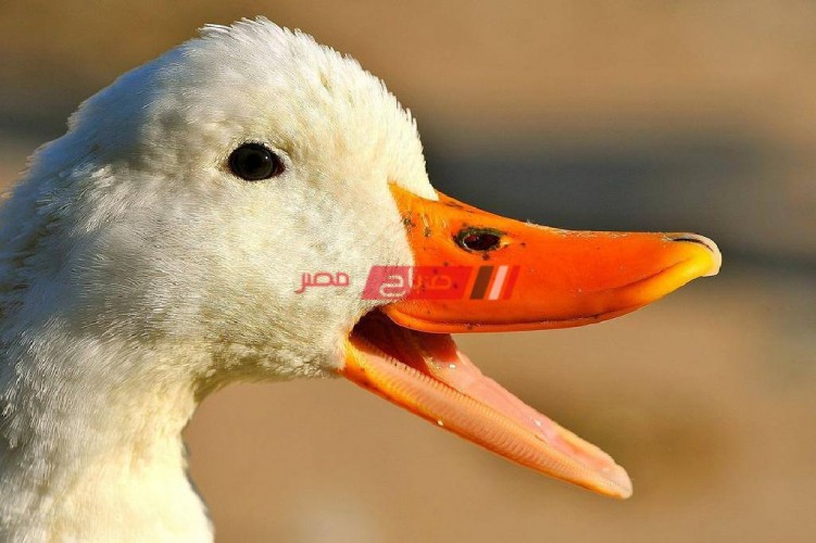 أسعار بيع البط والإوز بالكيلو اليوم السبت 18-12-2021 في الأسواق المصرية