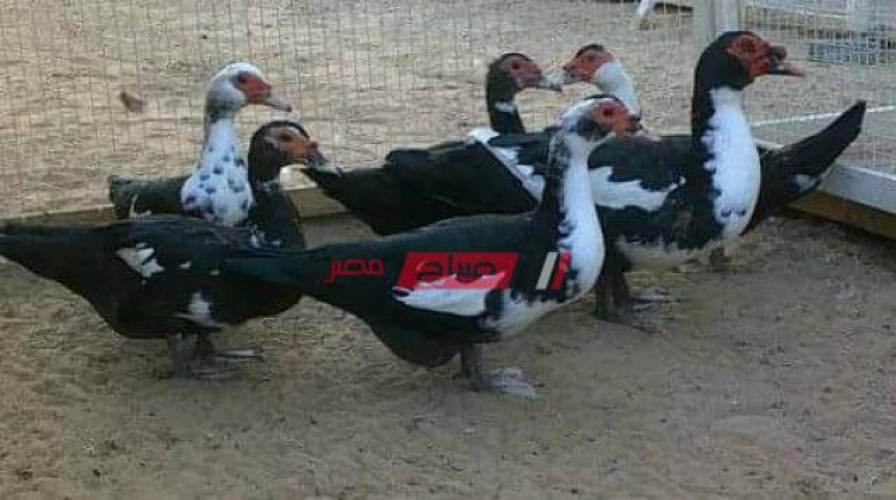 أسعار البط في الاسواق المصرية اليوم الإثنين 1-11-2021
