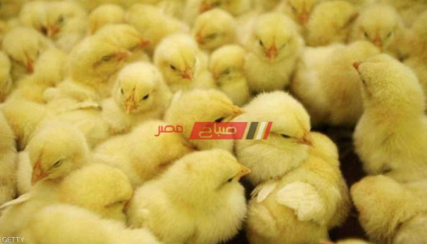 أسعار الكتاكيت اليوم الجمعة 2-7-2021 في السوق المصري