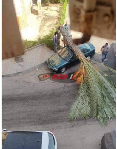 بالصورة سقوط نخلة على سيارة ملاكي في دمياط دون اصابات