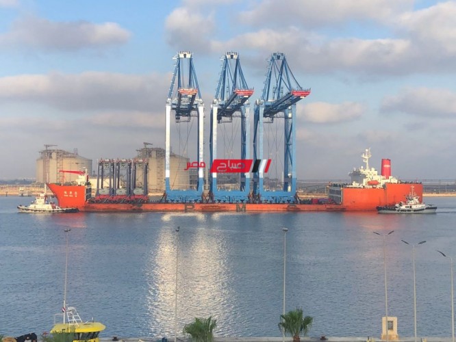 تفريغ شحنة عجول تسمين على ارصفة ميناء دمياط بإجمالي وزن 1132 طن